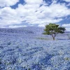 Epoch Jigsaw Puzzle 10-763 Hitachi Seaside Park Ibaraki Japan (1000 Pieces) Online