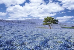 Epoch Jigsaw Puzzle 10-763 Hitachi Seaside Park Ibaraki Japan (1000 Pieces) Online