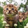 Epoch Jigsaw Puzzle 03-026 Kitten In A Clover Field (108 Pieces) Best Sale