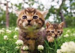 Epoch Jigsaw Puzzle 03-026 Kitten In A Clover Field (108 Pieces) Best Sale