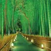 Epoch Jigsaw Puzzle 23-546 Light Up Bamboo Forest In Sagano (2016 S-Pieces) Shop