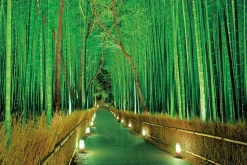 Epoch Jigsaw Puzzle 23-546 Light Up Bamboo Forest In Sagano (2016 S-Pieces) Shop