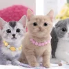 Epoch Jigsaw Puzzle 05-096 Lovely Cat (500 Pieces) Flash Sale