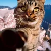 Epoch Jigsaw Puzzle 03-036 Mitsuaki Iwago Cat Punch (108 Pieces) Clearance