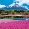 Epoch Jigsaw Puzzle 31-002 Mt. Fuji Moss Phlox Pink (1053 S-Pieces) Fashion