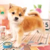 Epoch Jigsaw Puzzle 01-065 Pet Dog Shiba Inu (108 Pieces) Sale