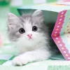 Epoch Jigsaw Puzzle 01-066 Pet Cat Scottish Fold (108 Pieces) Store