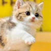 Epoch Jigsaw Puzzle 01-067 Pet Cat Munchkin Shake Hand (108 Pieces) Sale