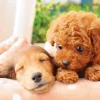 Epoch Jigsaw Puzzle 01-064 Pet Dog Poodle & Dachshund Nap Time (108 Pieces) Best Sale