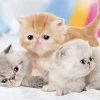Epoch Jigsaw Puzzle 05-100 Pet Cat Always Be With You (500 Pieces) Outlet