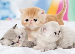 Epoch Jigsaw Puzzle 05-100 Pet Cat Always Be With You (500 Pieces) Outlet