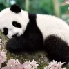 Epoch Jigsaw Puzzle 01-061 Sleepy Panda (108 Pieces) Sale