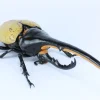 Discount Fujimi Research Series Hercules Beetle Special Edition W/Commentary Ver. Plastic Model