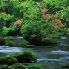 Yanoman 01-2086 Jigsaw Puzzle Oirase Stream Aomori Japan (108 L-Pieces) Best Sale