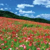 Yanoman 01-2089 Jigsaw Puzzle Poppy In The Sky Chichibu Kogen Ranch Saitama Japan (108 L-Pieces) Outlet