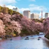 Yanoman Jigsaw Puzzle Cherry Blossom Viewing At Chidorigafuchi In Tokyo (1000 Pieces) Outlet